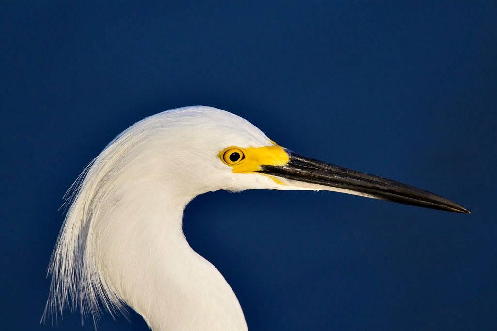 Snowy egret (Egretta thula) - Playa Pesquero, Holguin, Holguín Province, Cuba - Feb 2019 by Dis da fi we is licensed under CC BY-NC-SA 2.0.